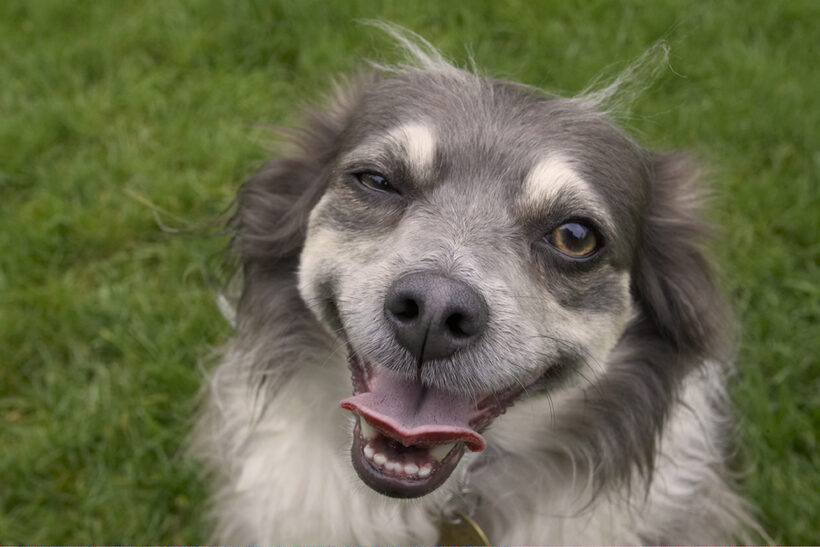Dog, Dogs, Longhaired Chihuahua, Rose, Tongue