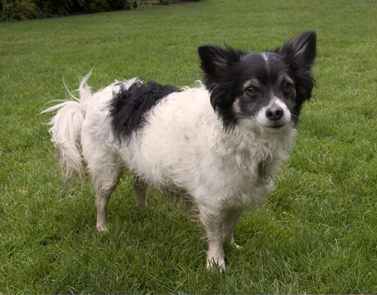 Dog, Dogs, Long Haired Chihuahua, Matt