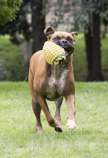 Boxer, Boxers, Dog, Dogs, Nog