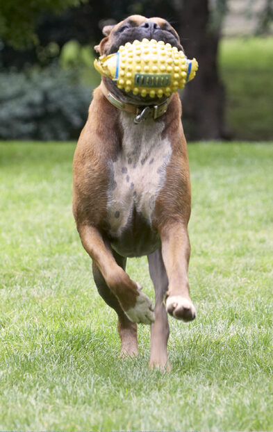Boxer, Boxers, Dog, Dogs, Nog
