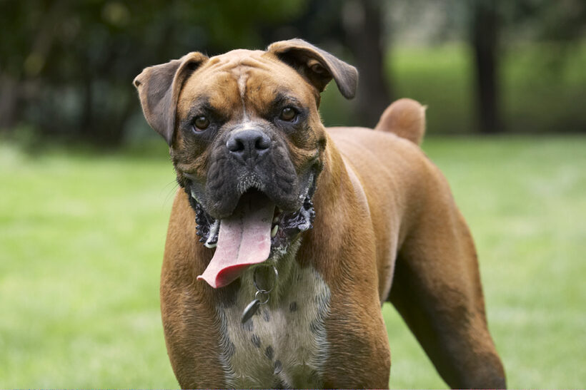 Boxer, Boxers, Dog, Dogs, Nog, Tongue