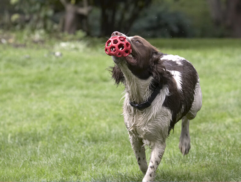 Dog, Dogs, Holly, Springer Spaniel