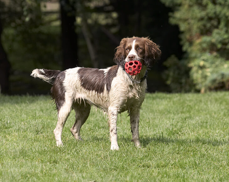 Dog, Dogs, Holly, Springer Spaniel