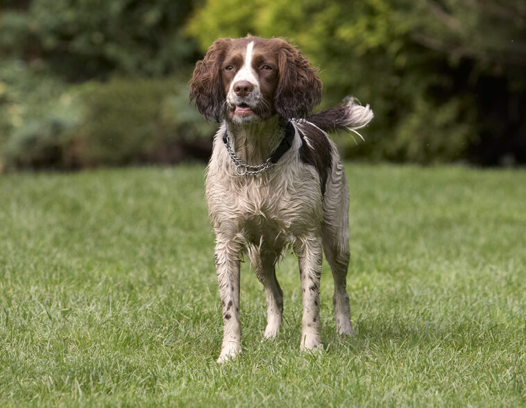 Dog, Dogs, Holly, Springer Spaniel