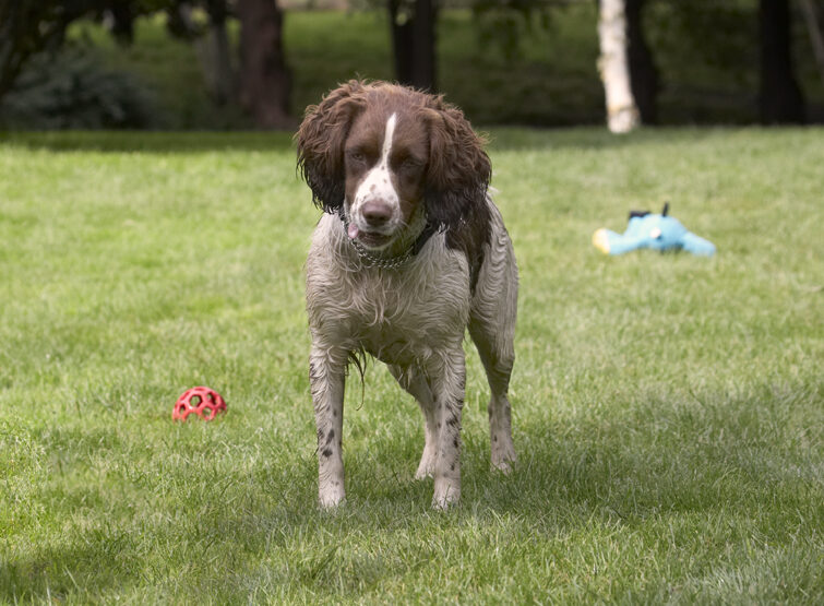 Dog, Dogs, Holly, Springer Spaniel