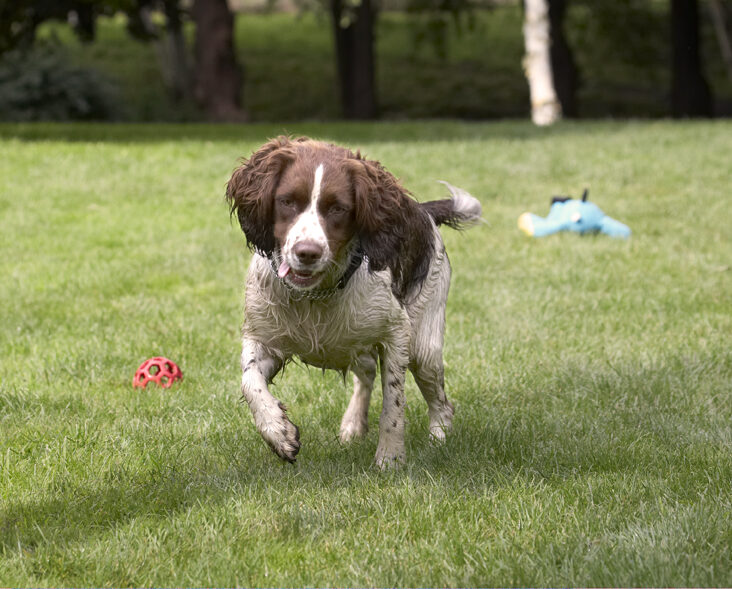 Dog, Dogs, Holly, Springer Spaniel