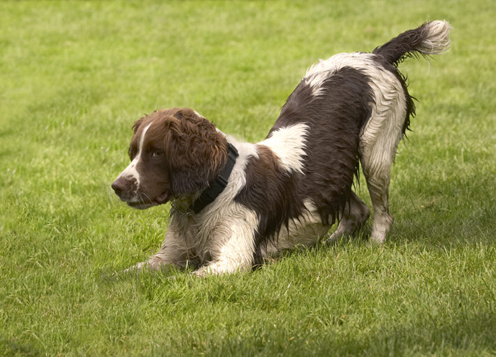 Dog, Dogs, Holly, Springer Spaniel
