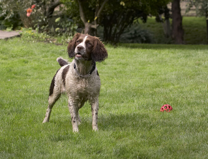 Dog, Dogs, Holly, Springer Spaniel