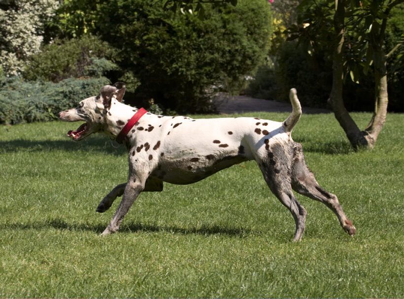 Dalmatian, Dalmatians, Dog, Dogs, MIA, Tongue