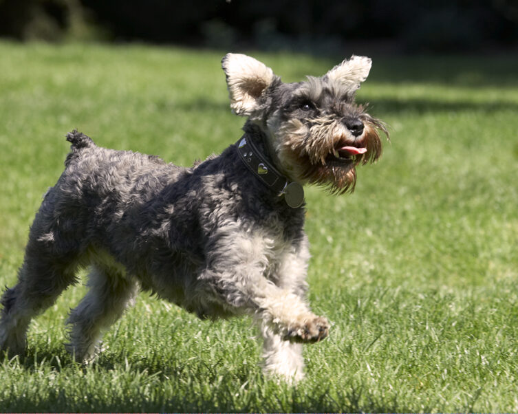 Dog, Dogs, Miniature Schnauzer, Molly, Tongue
