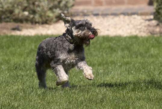Dog, Dogs, Miniature Schnauzer, Molly, Tongue