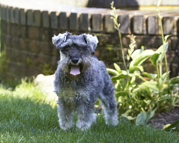 Dog, Dogs, Miniature Schnauzer, Molly, Tongue