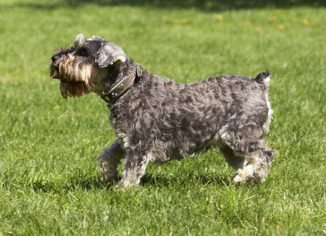 Dog, Dogs, Miniature Schnauzer, Molly