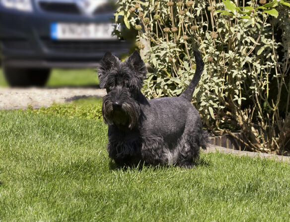 Billy, Dog, Dogs, Scottish terrier, Terriers