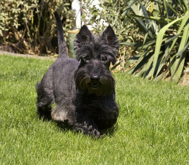 Billy, Dog, Dogs, Scottish terrier, Terriers
