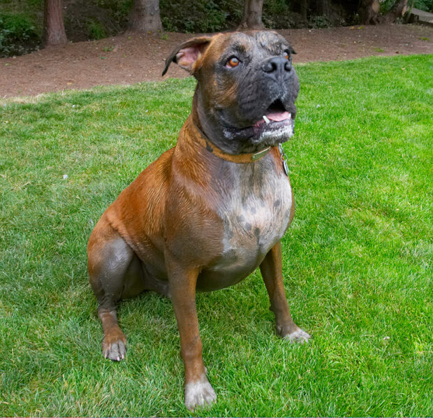 Boxer, Dog, Dogs, Nog