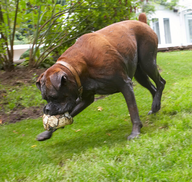 Boxer, Dog, Dogs, Nog
