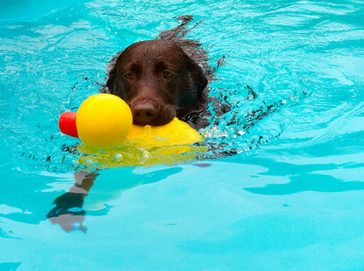 Chocolate labrador, George, Swimming Pool