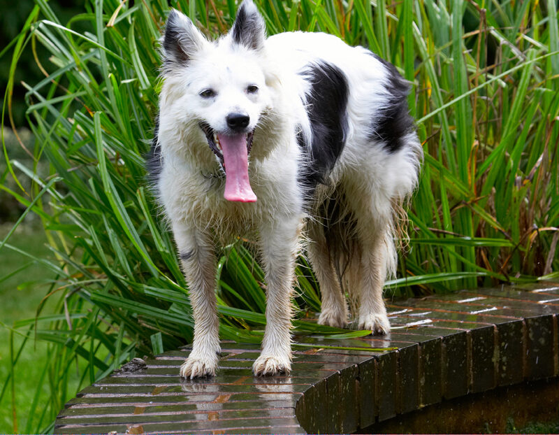 Bella, Border Collie, Collies, Dog, Dogs, Tongue