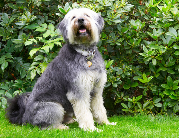 Briard, Dog, Dogs, Wally