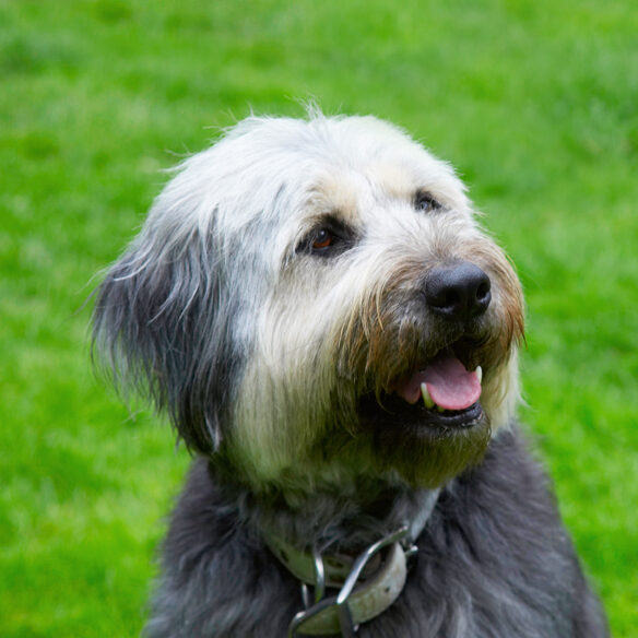 Briard, Dog, Dogs, Tongue, Wally