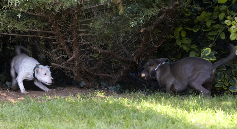 Dog, Dogs, Domino, Sky, Staffordshire Bull Terrier, Terriers, Tongue