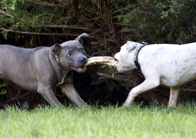 Dog, Dogs, Domino, Sky, Staffordshire Bull Terrier, Terriers, Tongue