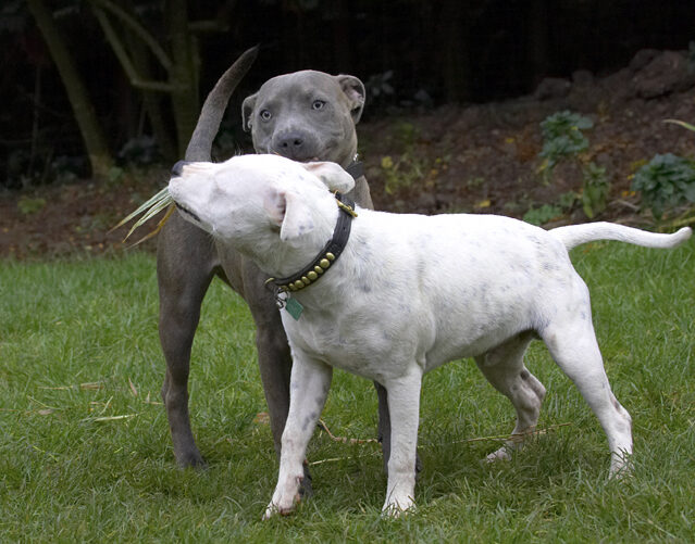 Dog, Dogs, Domino, Sky, Staffordshire Bull Terrier, Terriers