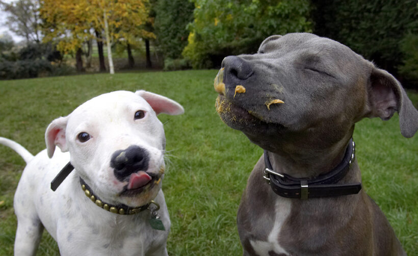 Dog, Dogs, Domino, Peanut Butter, Sky, Staffordshire Bull Terrier, Terriers, Tongue