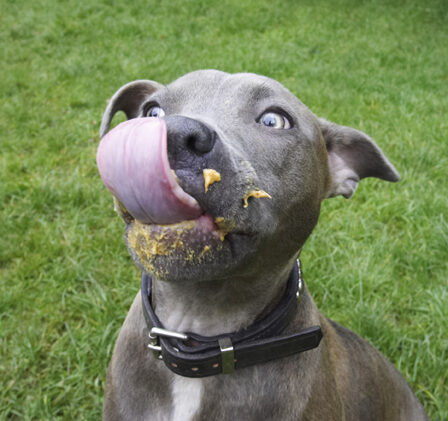 Dog, Dogs, Domino, Peanut Butter, Sky, Staffordshire Bull Terrier, Terriers, Tongue