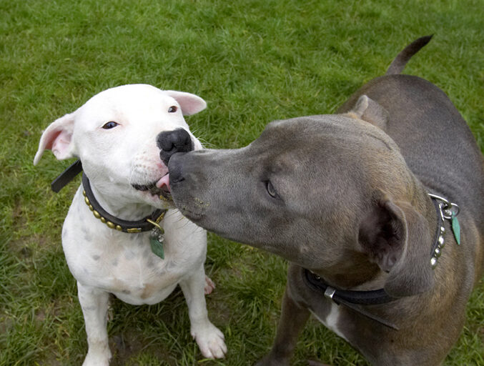 Dog, Dogs, Domino, Sky, Staffordshire Bull Terrier, Terriers, Tongue