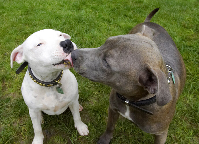Dog, Dogs, Domino, Sky, Staffordshire Bull Terrier, Terriers, Tongue