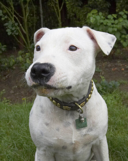 Dog, Dogs, Domino, Sky, Staffordshire Bull Terrier, Terriers