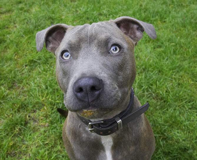 Dog, Dogs, Domino, Sky, Staffordshire Bull Terrier, Terriers