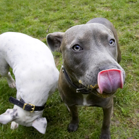 Dog, Dogs, Domino, Peanut Butter, Sky, Staffordshire Bull Terrier, Terriers, Tongue