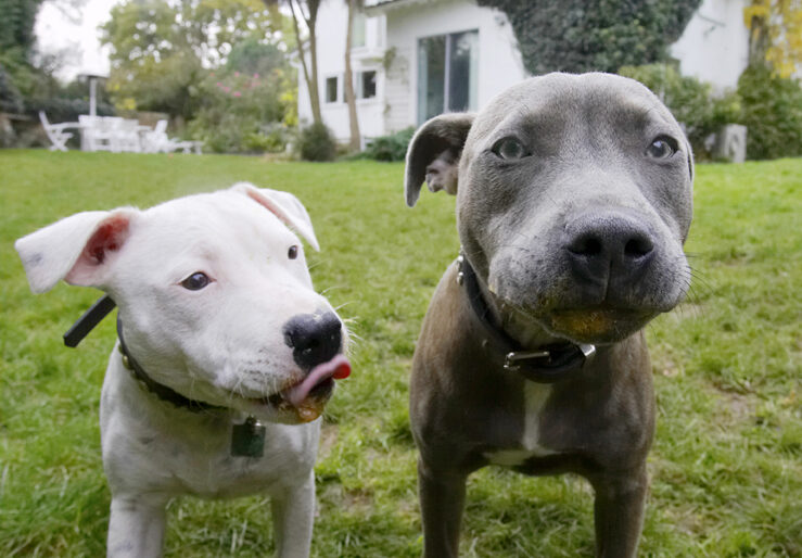 Dog, Dogs, Domino, Peanut Butter, Sky, Staffordshire Bull Terrier, Terriers, Tongue