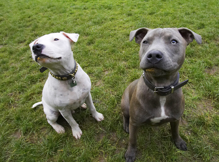 Dog, Dogs, Domino, Sky, Staffordshire Bull Terrier, Terriers