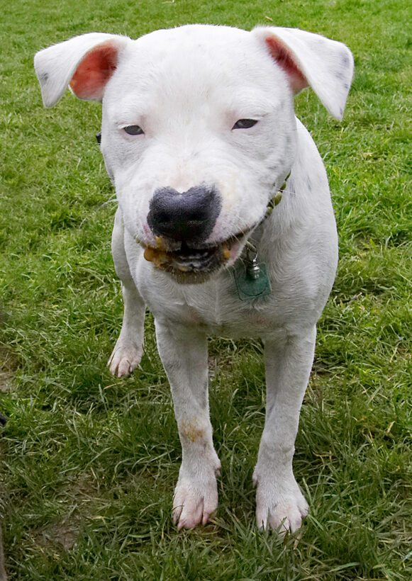 Dog, Dogs, Domino, Peanut Butter, Staffordshire Bull Terrier, Terriers