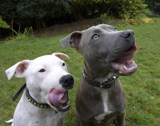 Dog, Dogs, Domino, Sky, Staffordshire Bull Terrier, Terriers, Tongue