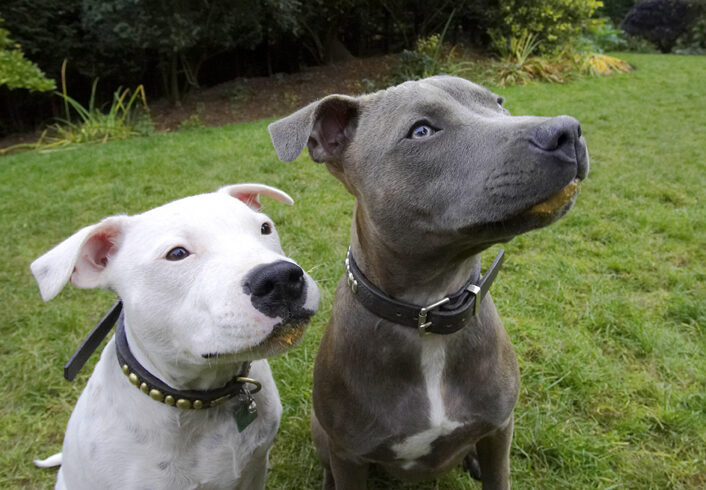 Dog, Dogs, Domino, Sky, Staffordshire Bull Terrier, Terriers