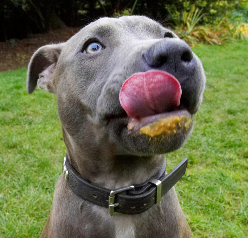 Dog, Dogs, Peanut Butter, Sky, Staffordshire Bull Terrier, Terriers, Tongue