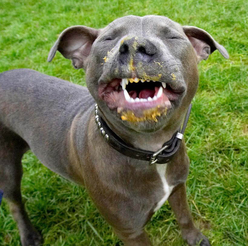 Dog, Dogs, Peanut Butter, Sky, Staffordshire Bull Terrier, Terriers