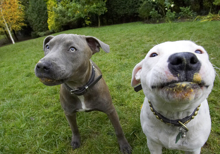 Dog, Dogs, Domino, Sky, Staffordshire Bull Terrier, Terriers