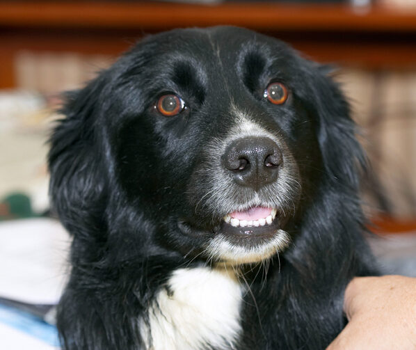 Barney, Border Collie, Collies, Dog, Dogs, Tongue
