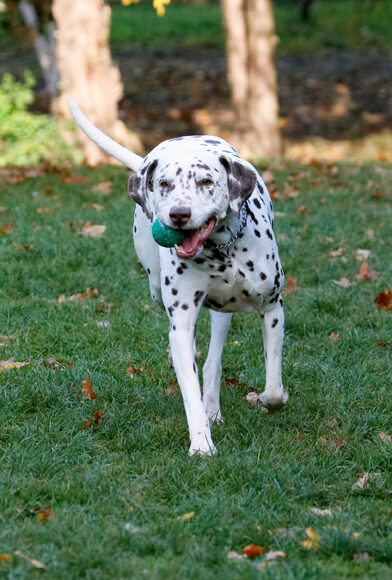Cookie, Dalmatian, Dog, Dogs