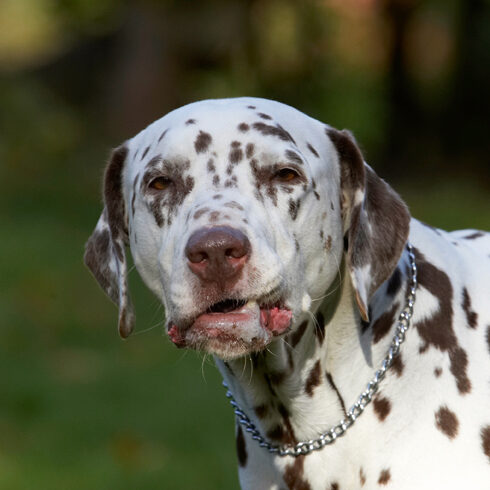 Cookie, Dalmatian, Dog, Dogs