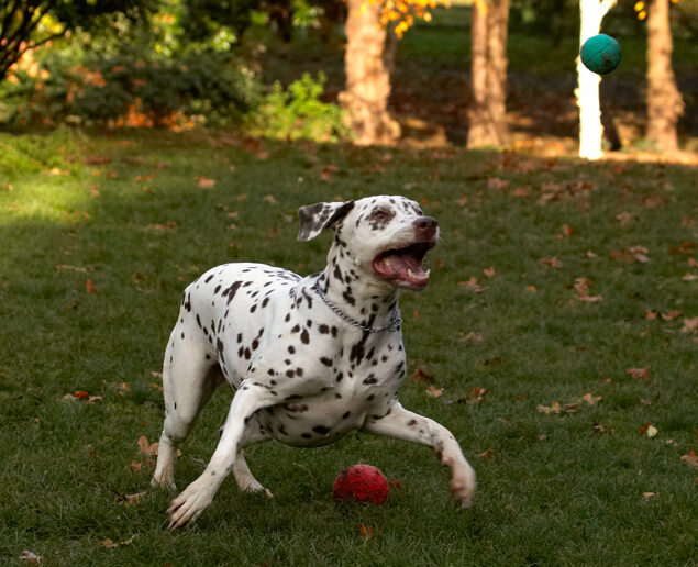 Cookie, Dalmatian, Dog, Dogs, Tongue