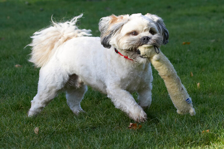 Dog, Dogs, Lhaso Apso, Monty, Trigger