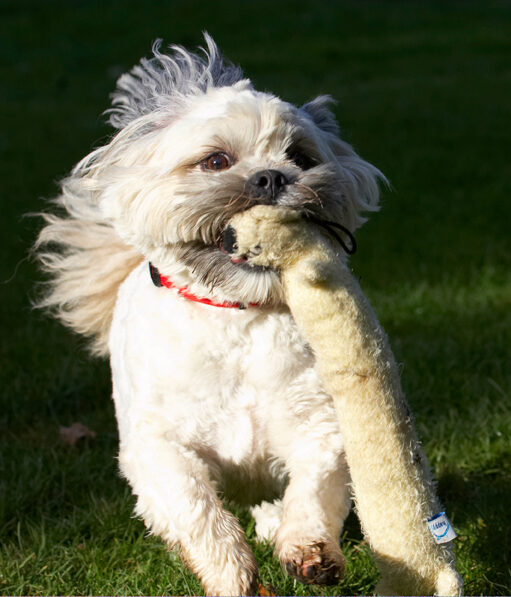 Dog, Dogs, Lhaso Apso, Monty, Trigger