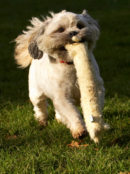 Dog, Dogs, Lhaso Apso, Monty, Trigger